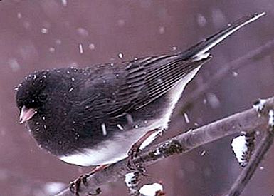 Kışın kuşlara nasıl ve nasıl yardım edilir