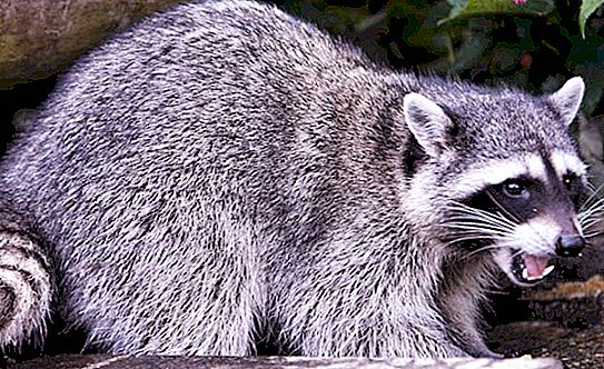 What does a raccoon eat in nature and in captivity?