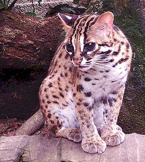 Daljno vzhodna mačka (leopard mačka): opis, habitat, prehrana
