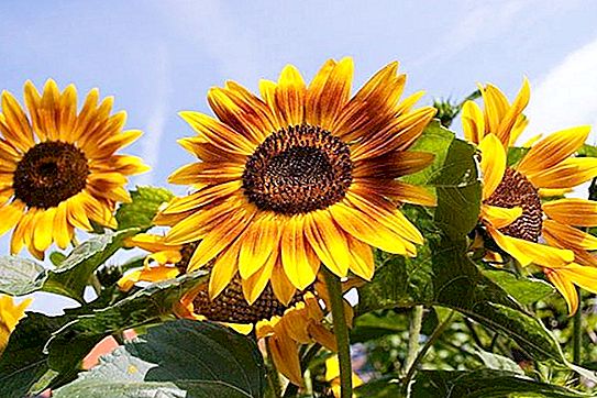 Η φιλοσοφία ηλιοτροπίου: ποιες ανθρώπινες ιδιότητες συμβολίζει αυτό το λουλούδι