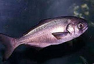 Mélytengeri halak hiperoglifa: leírás és jellemzők