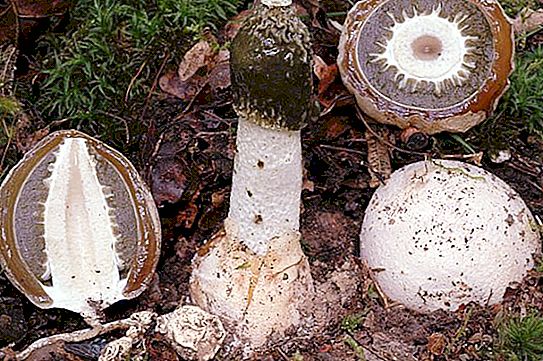 蘑菇“恶臭鸡蛋”-描述，性质，禁忌症