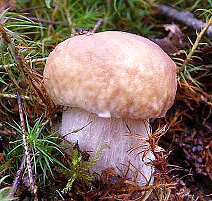 Jedlé a jedovaté houby - jak poznat? Hlavní druhy jedovatých hub