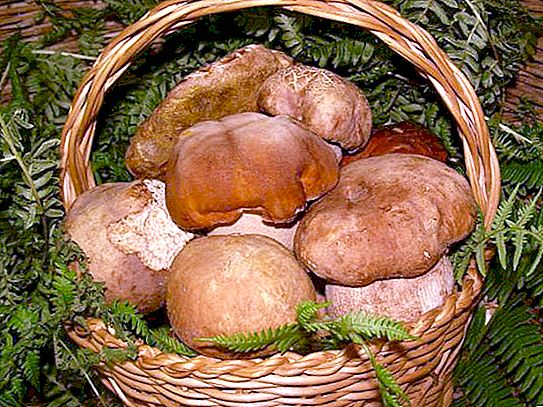 Hvilke svampe vokser under fyr og gran?