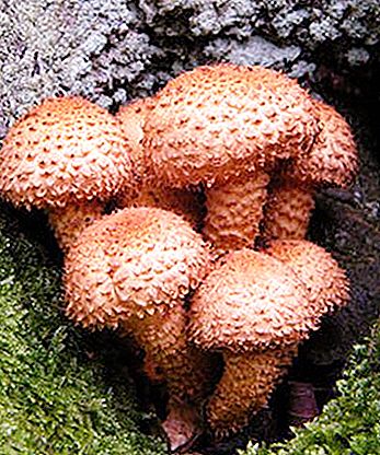 Royal mushroom or golden flake
