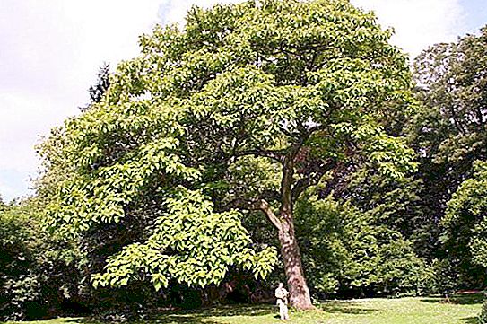 Paulownia (strom): popis, péče, pěstování, zalévání a recenze