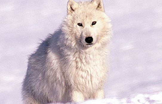 Lobo Ártico: descrição, habitat, foto