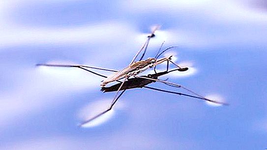 Et streikende insekt er en vannstrider. Feilen som erobret de tre elementene