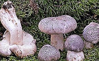 中毒（老虎）：对健康有害的蘑菇