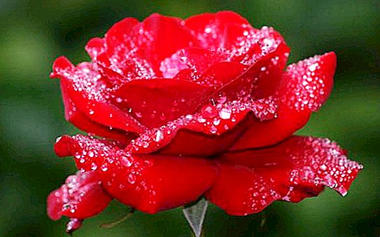 Ecuador yang paling menakjubkan dan cantik mawar: gambar, jenis