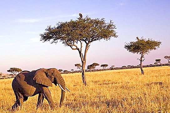 Savannahs of Africa: photo. African savannah animals