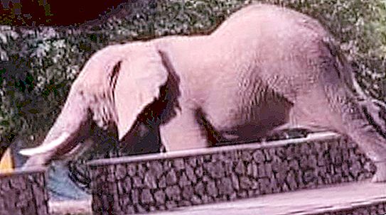 A smart elephant climbed over the fence to steal mangoes from a nearby tree
