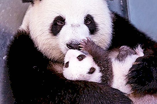 Dvojčki so se rodili v družini pand: tako simpatični so, da so pripravili posebno posteljo