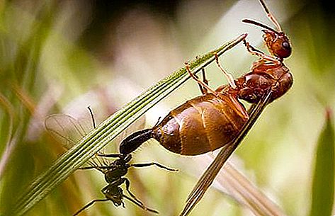 アリの種類。 ロシアで最も一般的な種類のアリ。 世界には何種類のアリがいますか？