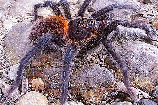 Poison tarantula: foto en beschrijving, leefgebied, gevaar van toxine