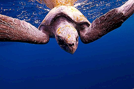 Jerung, ikan pari, sekolah ikan: 10 gambar haiwan laut yang mengagumkan