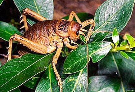 Kerajaan serangga: belalang terbesar di dunia