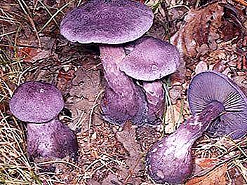 这些惊人的食用紫色蘑菇。