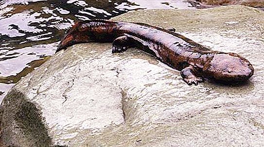 Salamandra gegant (gegantesc): descripció, mides