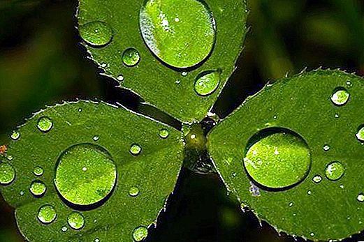 The mystical phenomenon of nature. What is dew?