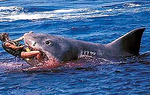 Cuộc tấn công của một con cá mập vào một người - nỗi kinh hoàng không phải trong phim, mà là trong thực tế!