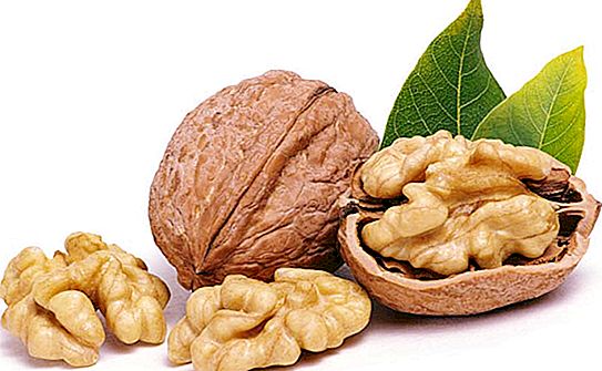 Hasselnötter: vad kan eller kan inte vara?
