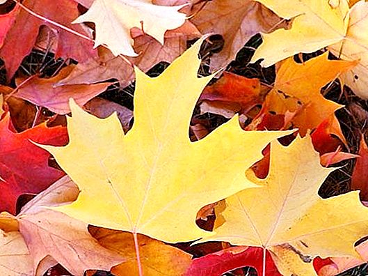 Kāpēc lapas rudenī kļūst dzeltenas? Uzzini!