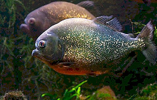 피라냐 물고기 : 설명 및 사진