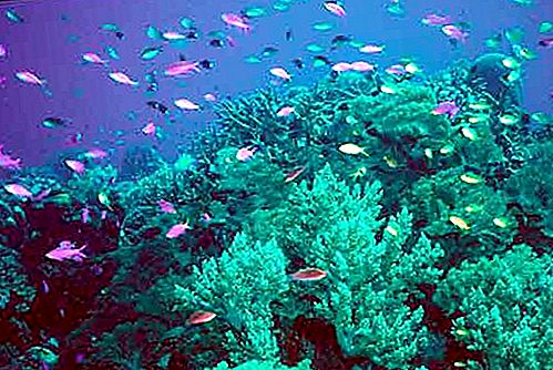 แนวปะการัง - คืออะไร Barrier, แนวปะการัง