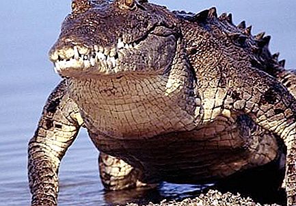 The largest crocodiles in the world