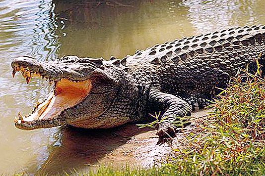 Koliko zob ima krokodil? In druga zanimiva dejstva