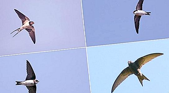 Swallow and Swift Comparisons: Similarities and Differences