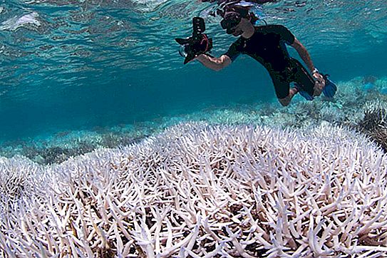 Los científicos han encontrado una manera de restaurar una sección de la Gran Barrera de Coral utilizando sonidos especiales