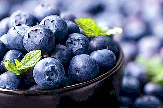 Blåbær og blåbær - hvad er forskellen? bær disharmoni