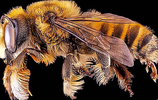 Bumblebee Queens ne peut pas sans sucre: nouvelle étude