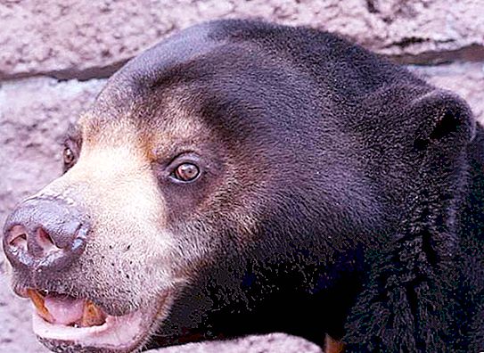 Malajski medved - Biruang. Malajski medved - najredkejša vrsta