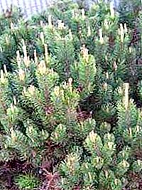Pinus mugo - gorski bor: sajenje in nega