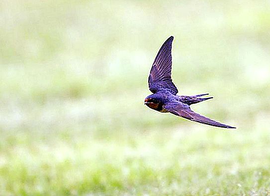 Why do swallows fly low before the rain? Science-Based Answer