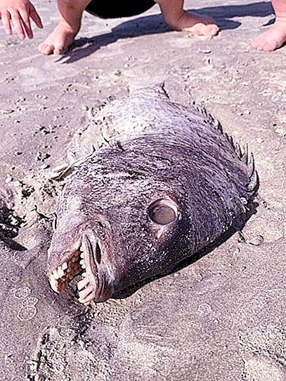 Ihmisen hampaiden täysi suu: nainen löysi epätavallisia kaloja rannalta