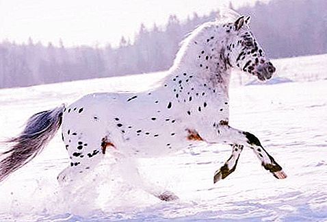 Appaloosa race (hest): beskrivelse, funktioner, pleje, oprindelseshistorie og anmeldelser