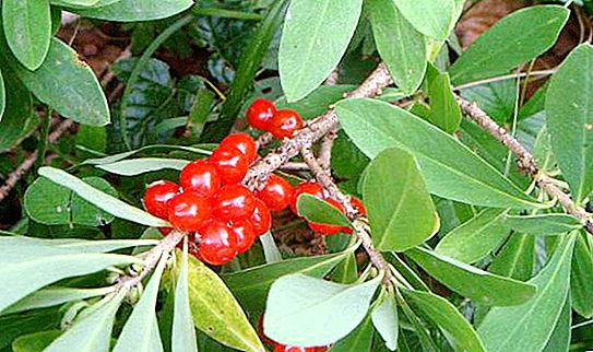Wolf bast plant (poisonous): description, features of application and reviews