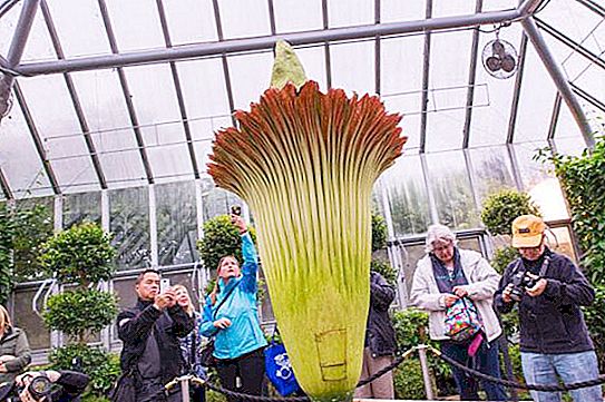 The most smelly flower in the world