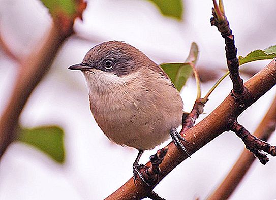 La migración de las aves de primavera es cada vez más temprana: datos de un estudio de 50 años.