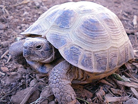Jenis kura-kura: deskripsi dengan foto