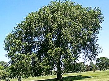 粗糙的榆树-一棵有俄罗斯灵魂的树
