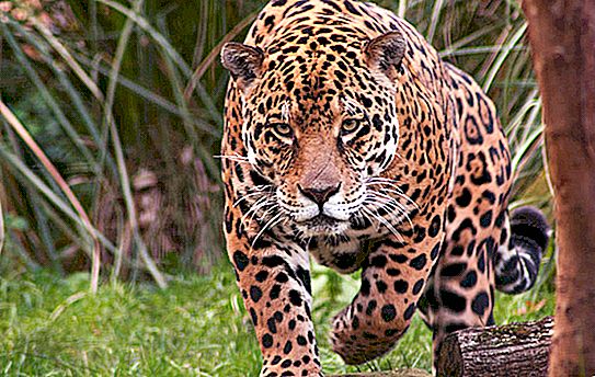 Jaguar - hitrost teka. Kdo je hitrejši: gepar ali jaguar? Živalski Jaguar - fotografija