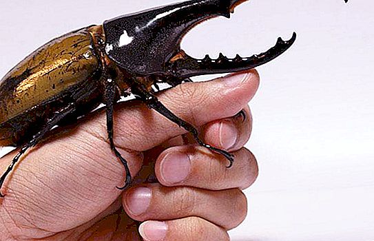 Hercules beetle: keterangan dan fakta menarik