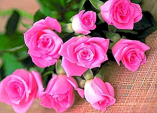 Значението на цвета на розите или как да изберете правилния подарък