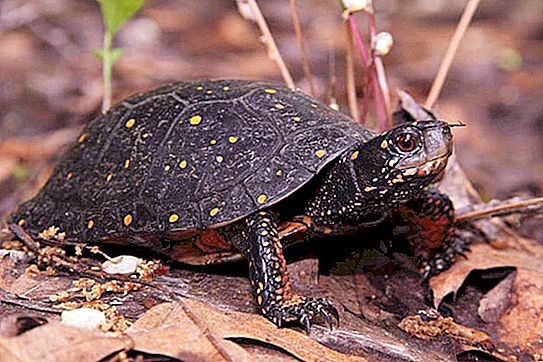 Schildkröte - das Reptil mit dem längsten Leben