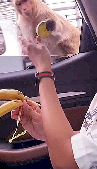 Dame de caractère: le gars a décidé de traiter le singe avec une banane, mais il était là